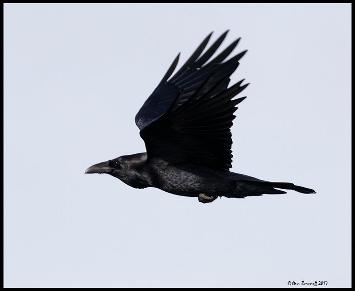 _7SB6152 common raven.jpg